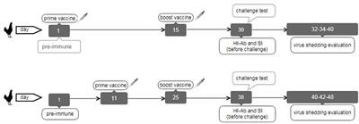 Improved Whole Gamma Irradiated Avian Influenza Subtype H9N2 Virus Vaccine Using Trehalose and Optimization of Vaccination Regime on Broiler Chicken